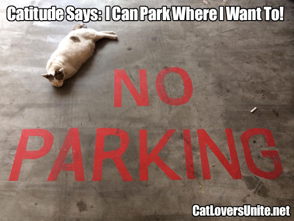 Cat sleeping in a no parking space