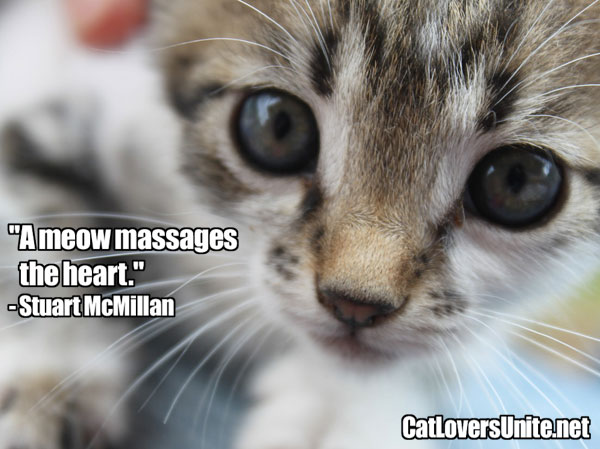 Cat Quote by Stuart McMillan