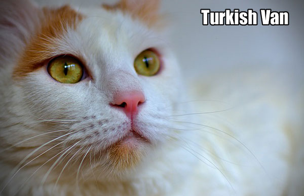 Turkish Van cat