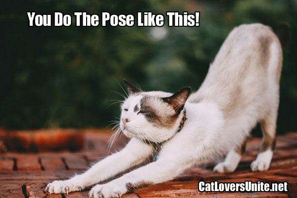 yoga cat