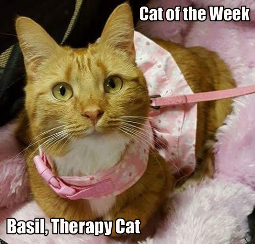 Basil the Therapy Cat