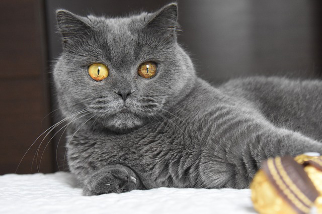 Photo of British Shorthair cat