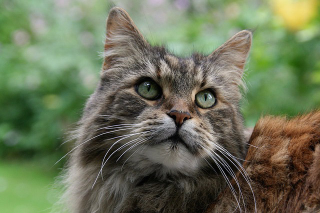 Photo of Maine Coon cat