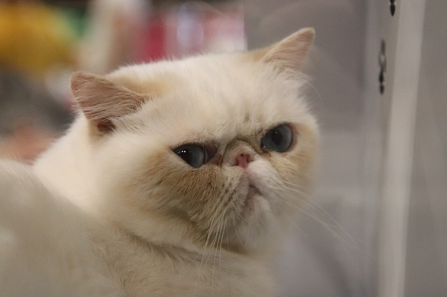 Photo of Persian cat