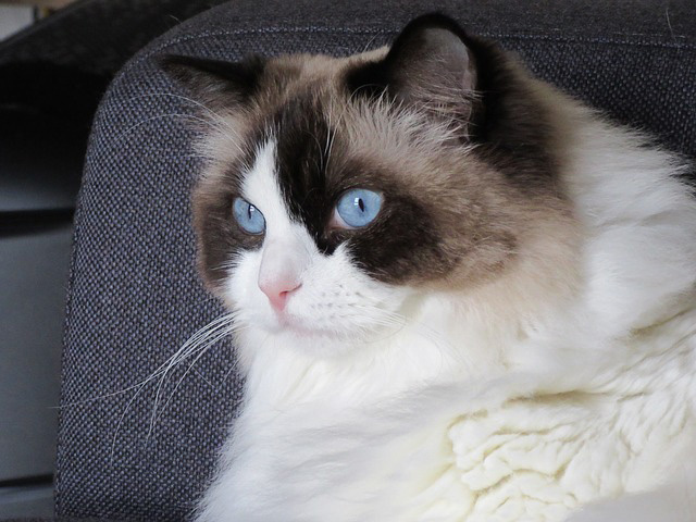 Photo Ragdoll cat